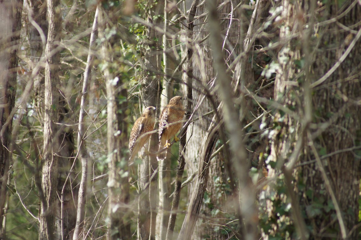 Red-shouldered Hawk - David Brooks