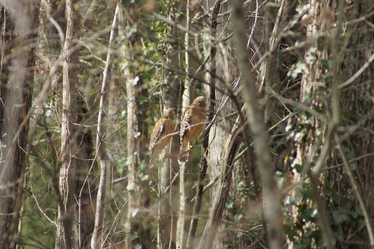Red-shouldered Hawk - David Brooks