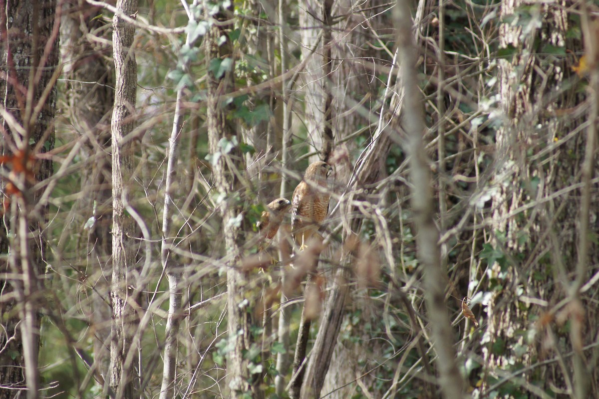 Red-shouldered Hawk - David Brooks