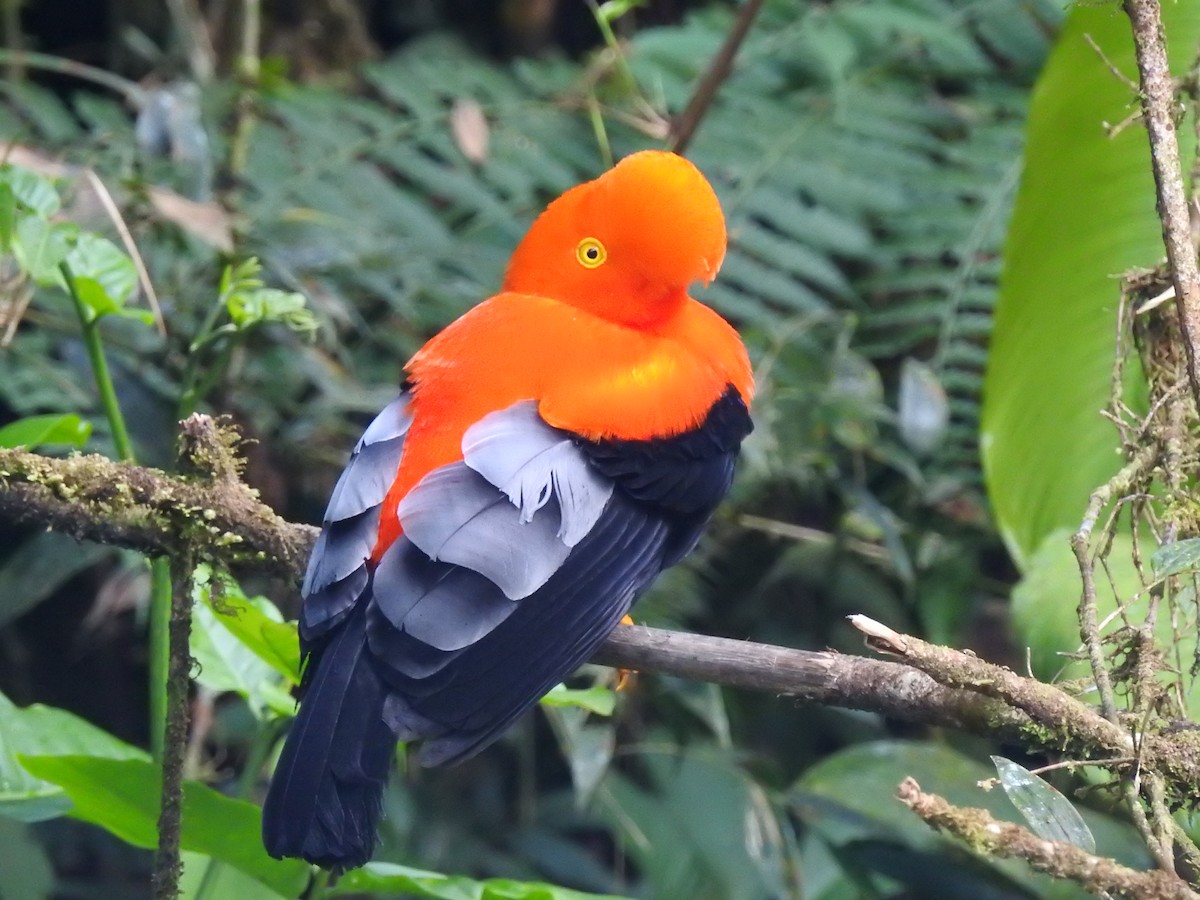 Andean Cock-of-the-rock - ML615581638