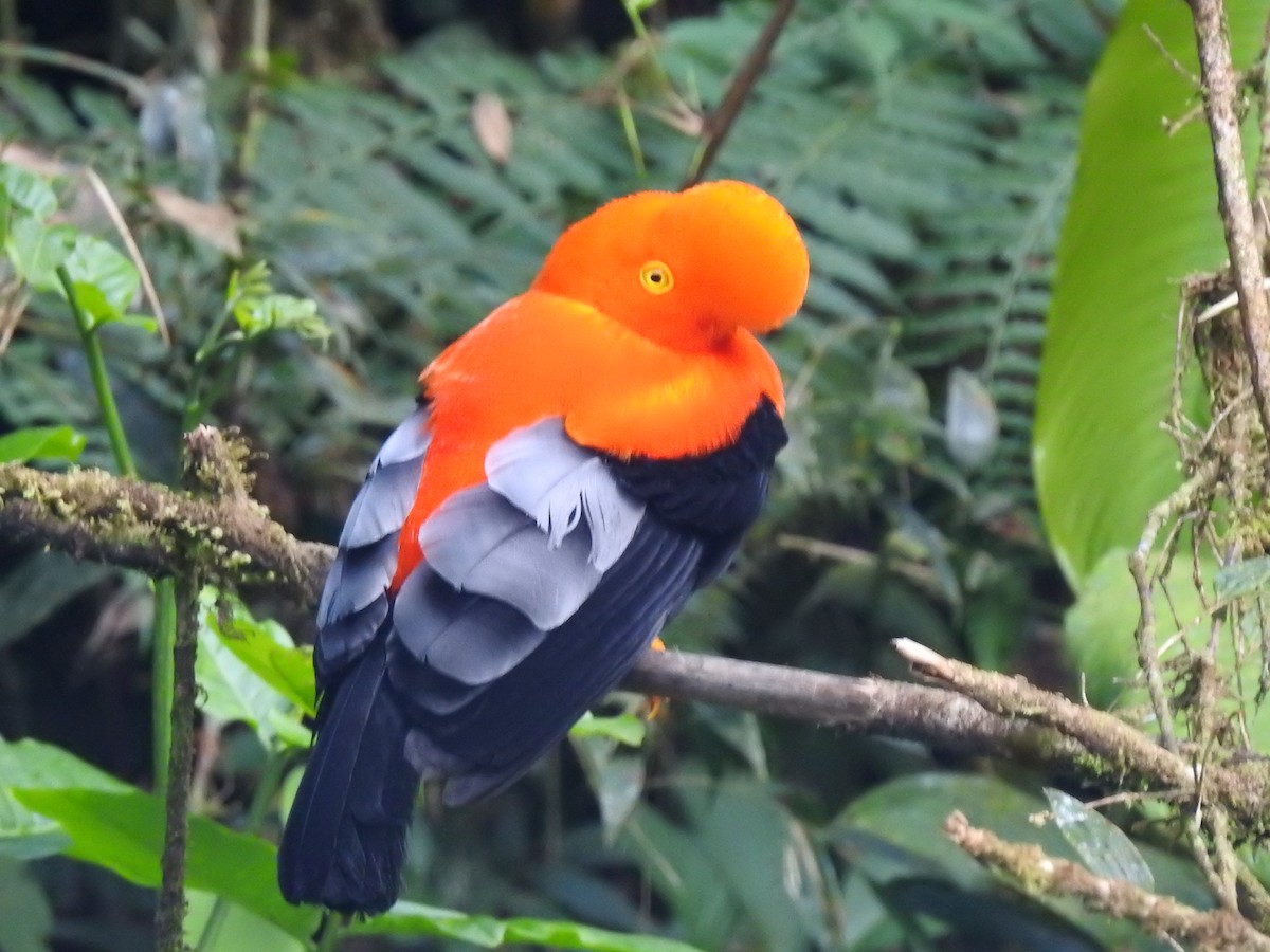 Andean Cock-of-the-rock - ML615581641