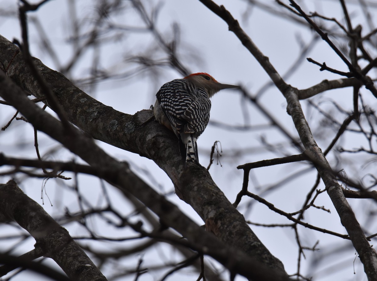 Red-bellied Woodpecker - ML615581656