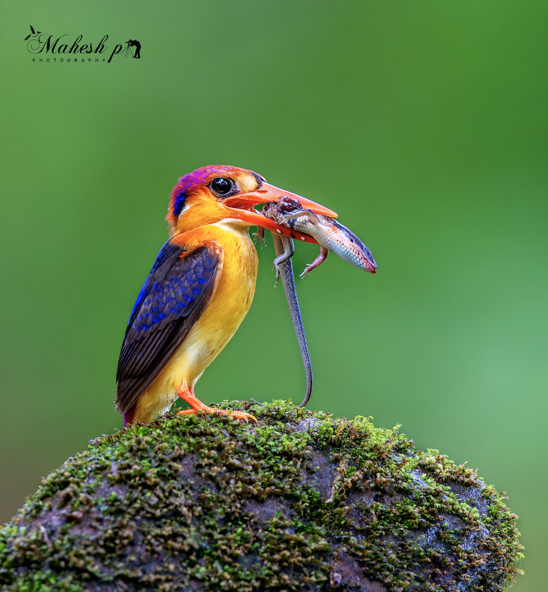 Black-backed Dwarf-Kingfisher - Mahesh P