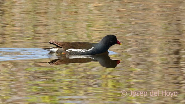 Gallinule poule-d'eau - ML615581691