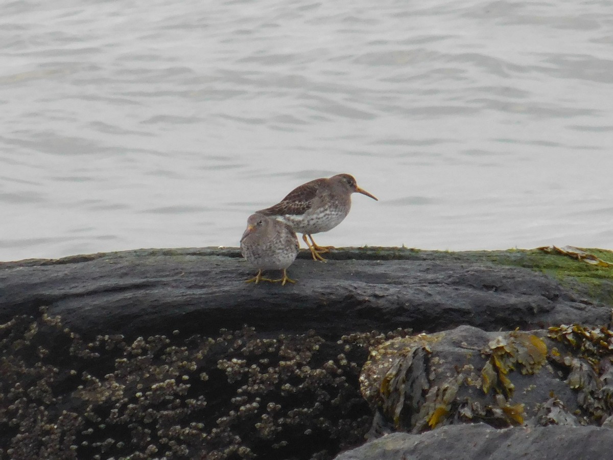 Purple Sandpiper - ML615581719