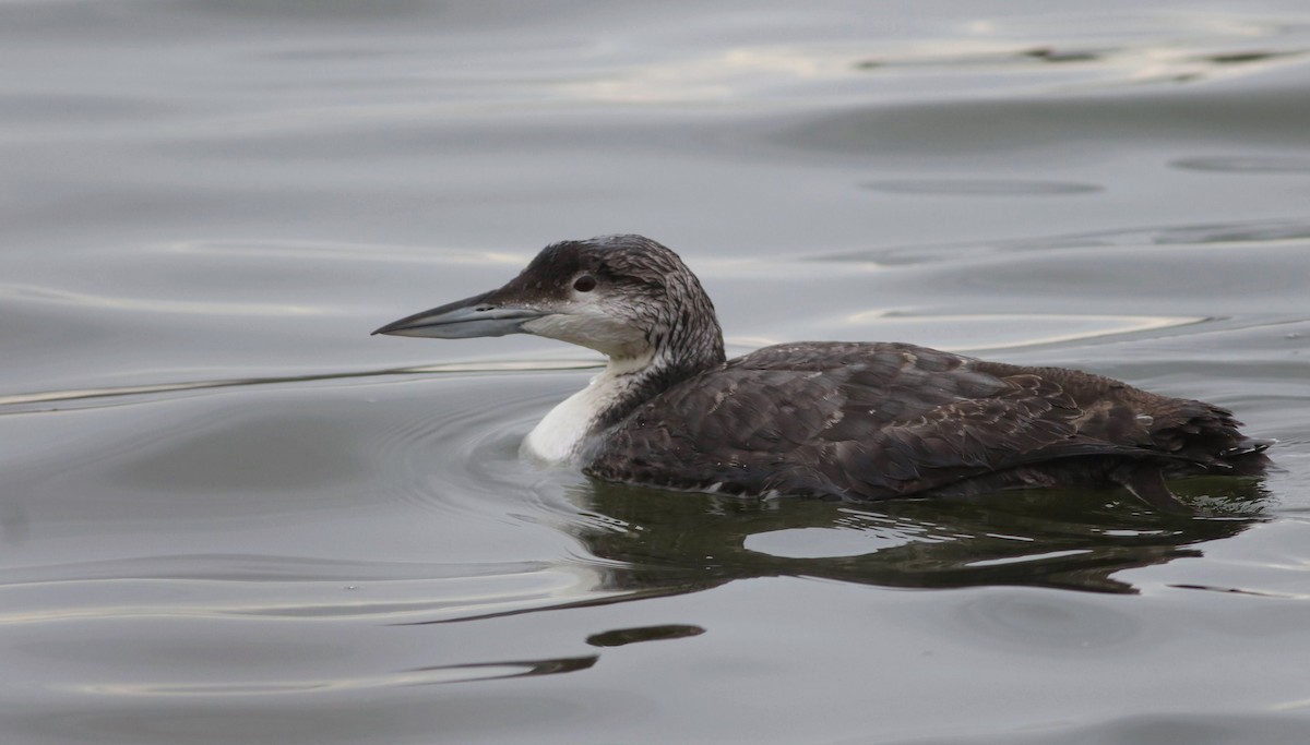 Plongeon huard - ML615581726