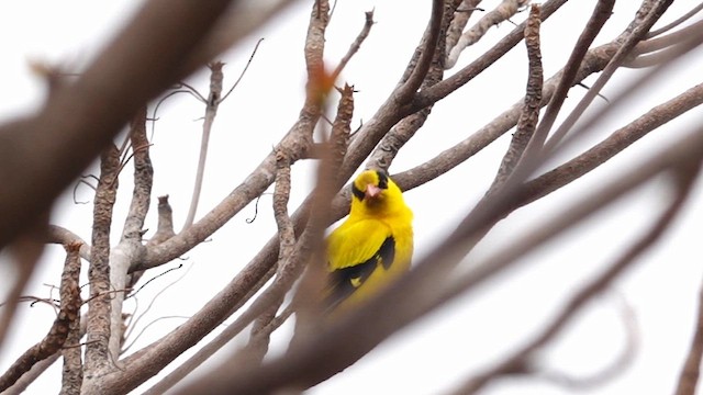 Black-naped Oriole - ML615581729