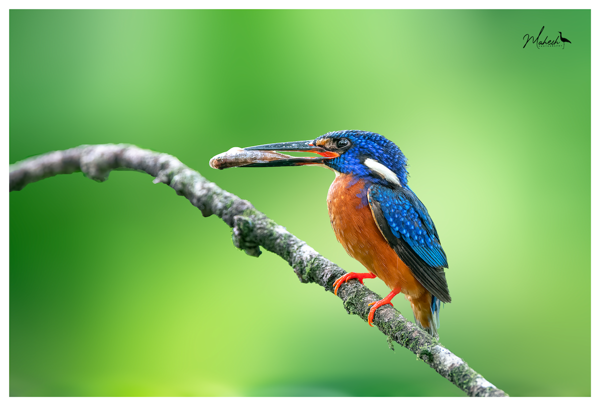 Blue-eared Kingfisher - Mahesh P