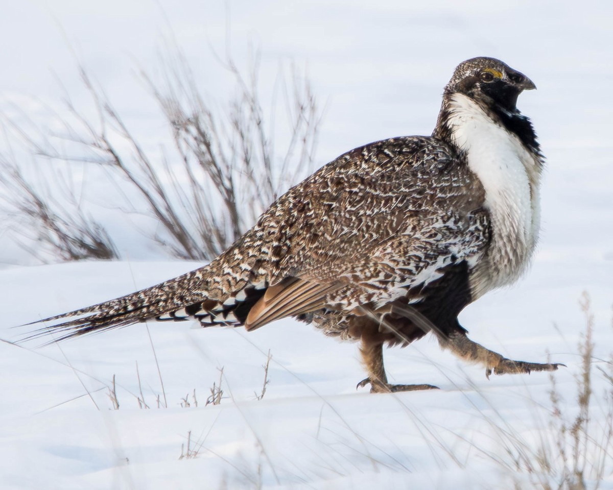 Greater Sage-Grouse - ML615581792