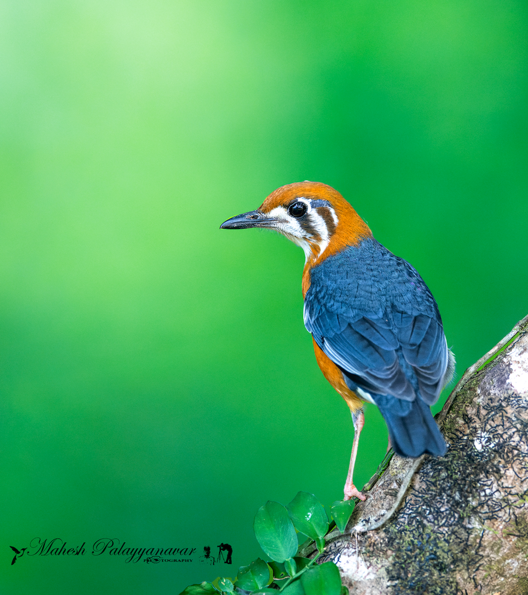 Orange-headed Thrush - Mahesh P