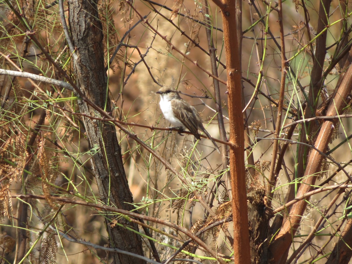 Marico Flycatcher - ML615581902