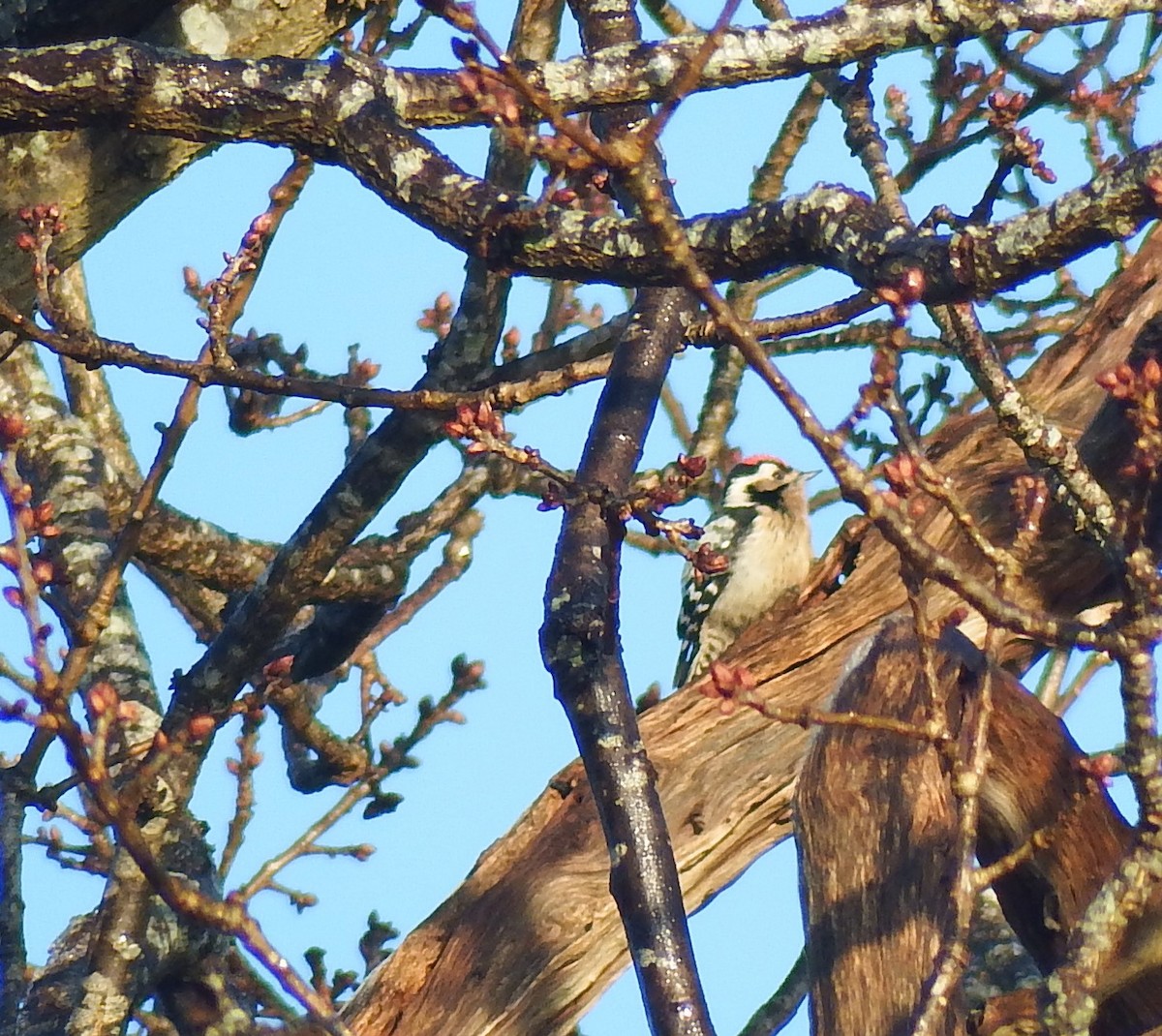 Lesser Spotted Woodpecker - D HARVEY