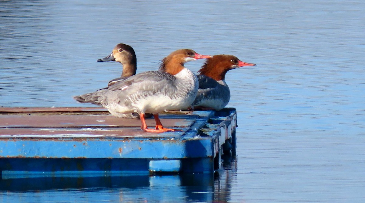 Common Merganser - ML615581928