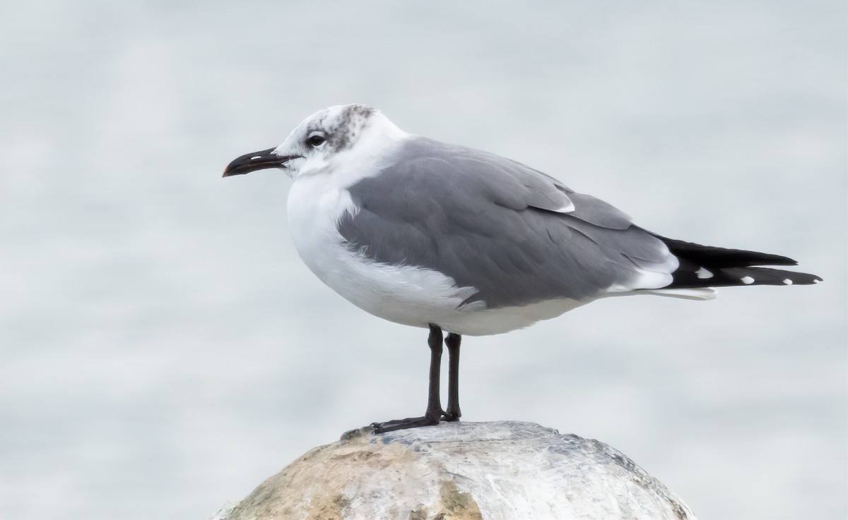 Gaviota Guanaguanare - ML615581929