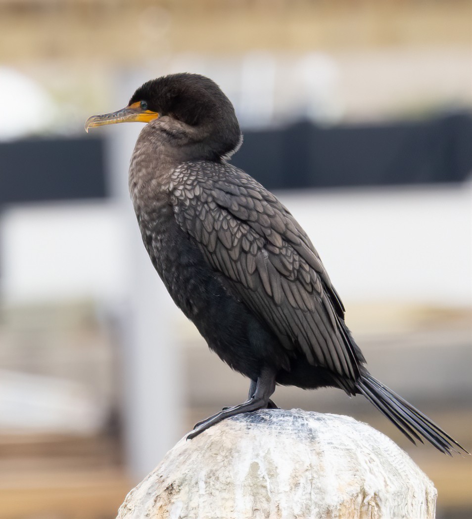 Double-crested Cormorant - ML615581932