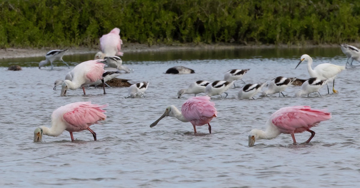 Roseate Spoonbill - Jay Gilliam