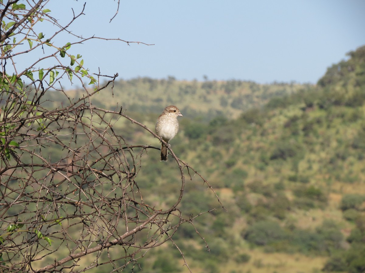 Red-backed Shrike - Anonymous