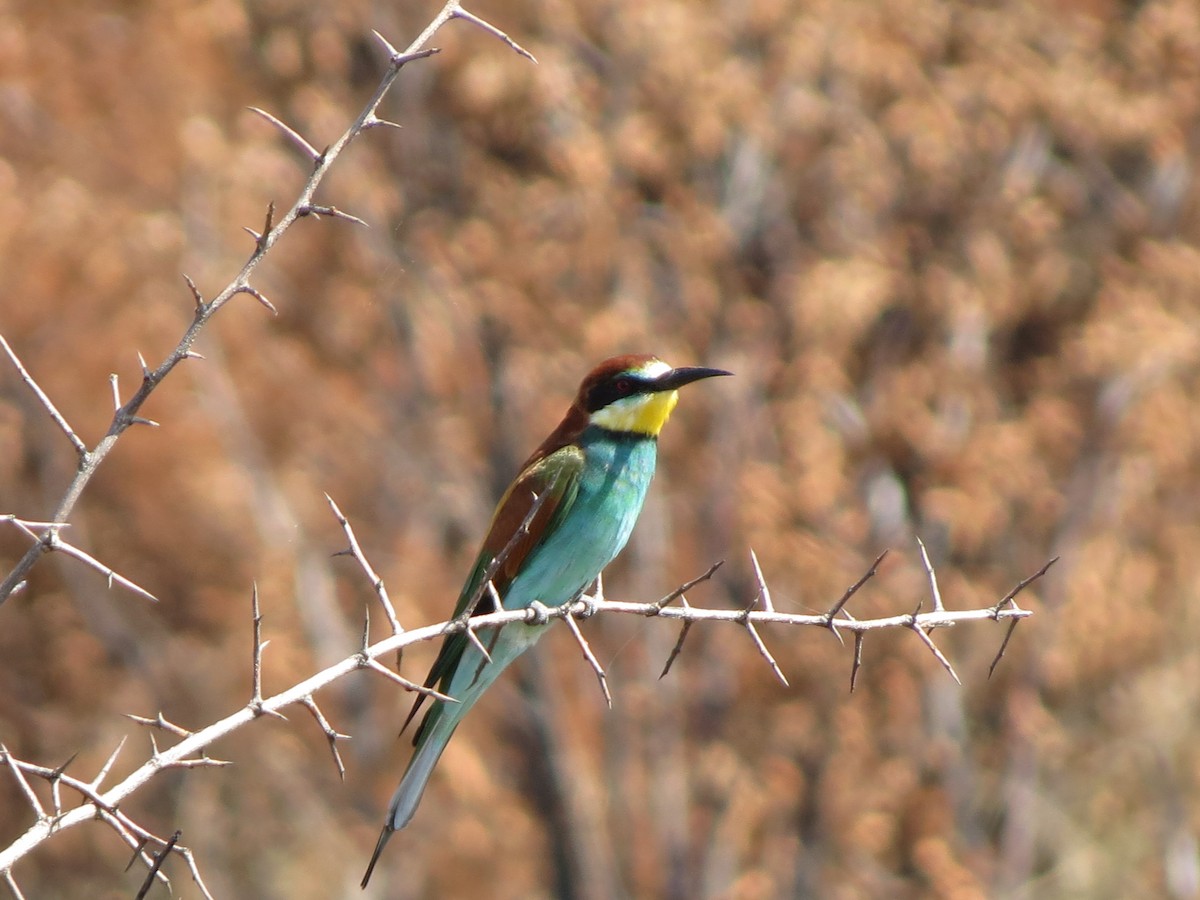 European Bee-eater - ML615581979