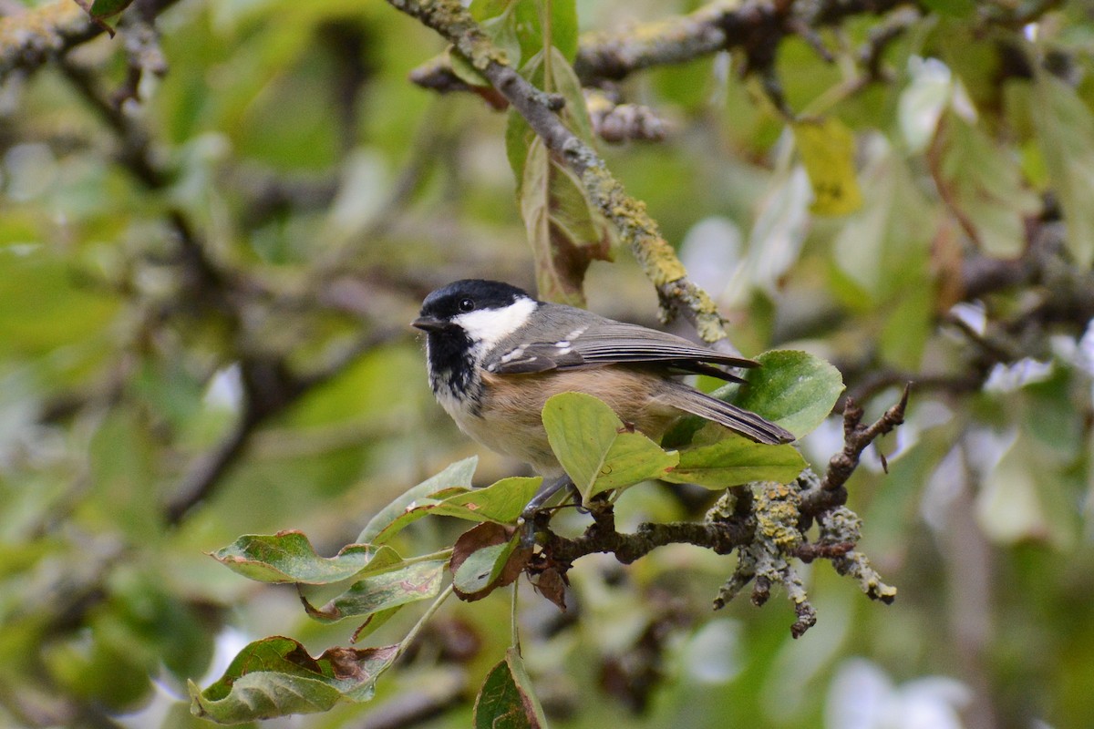 Coal Tit - David Jeffrey Ringer