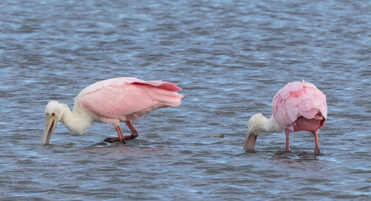 Roseate Spoonbill - ML615581998