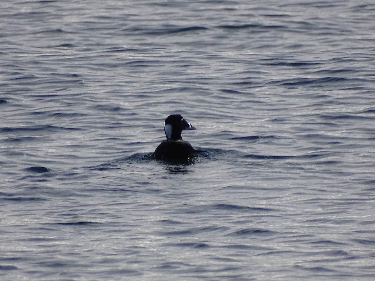 Surf Scoter - Amelia Preston