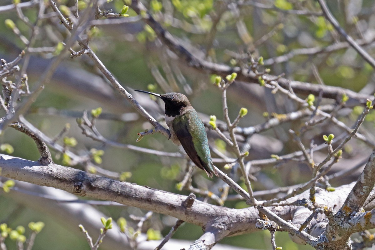 Black-chinned Hummingbird - Leslie Linehan