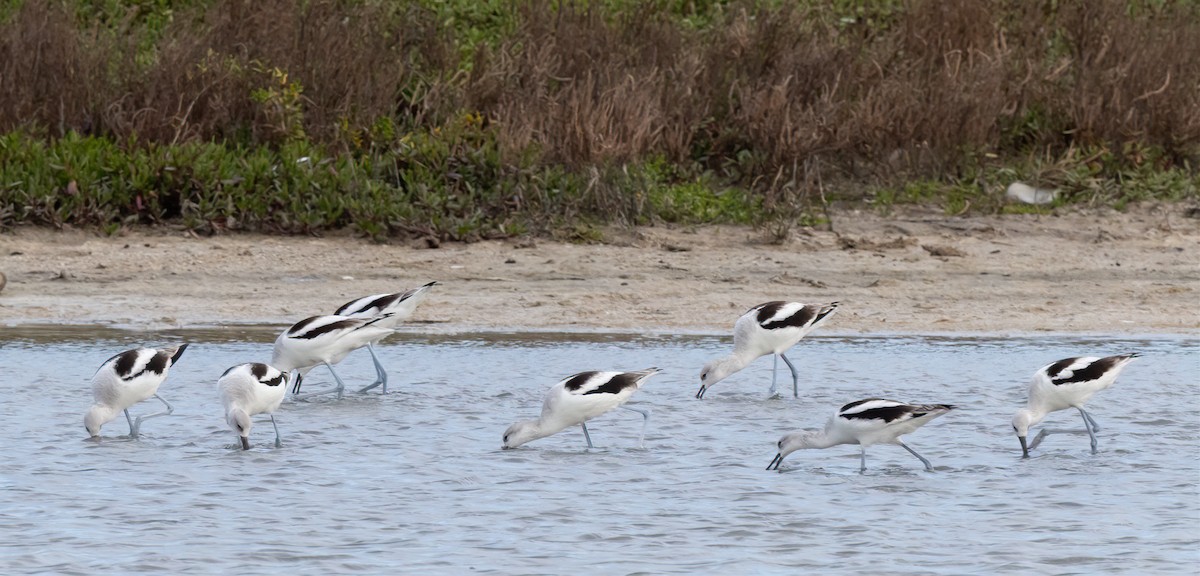 American Avocet - ML615582025