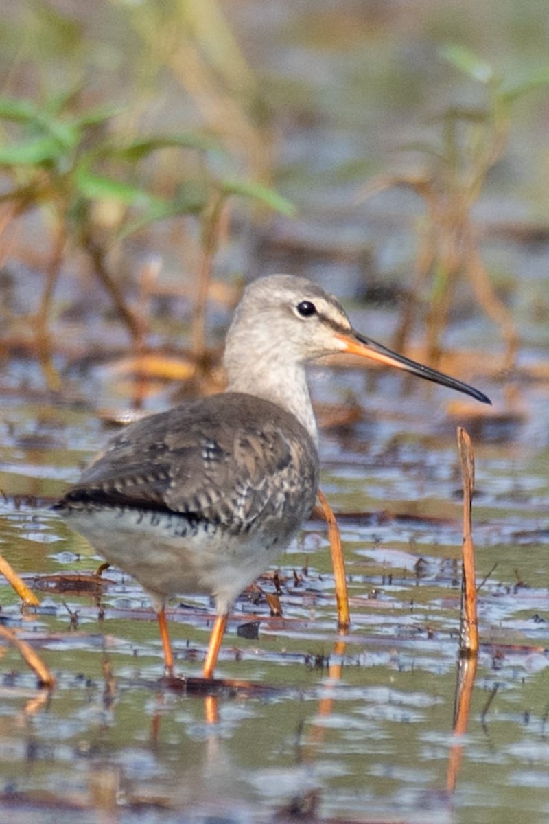 Spotted Redshank - ML615582030