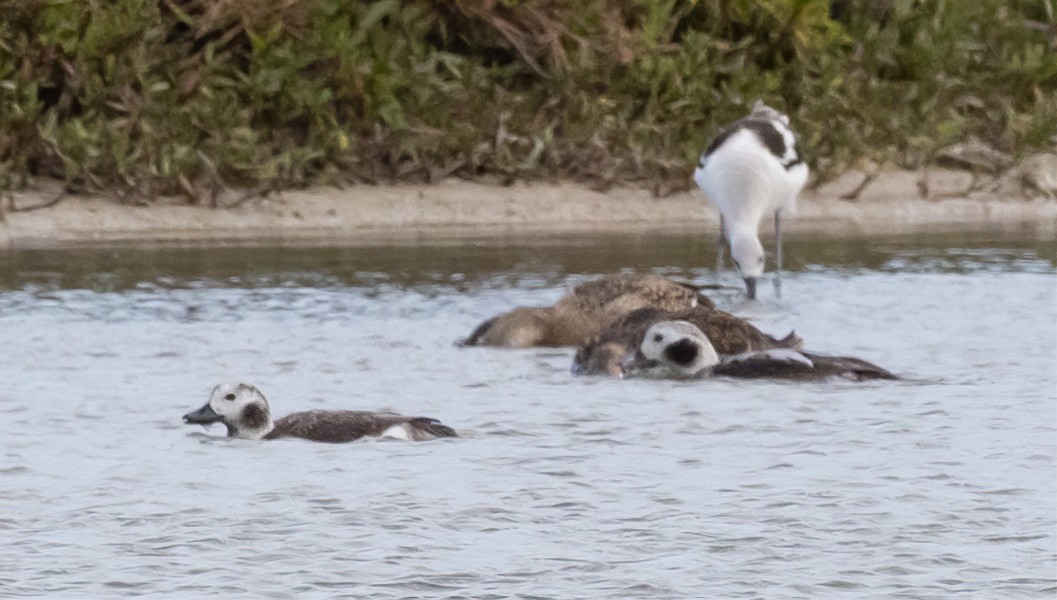 Long-tailed Duck - ML615582043