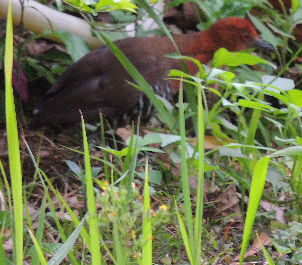 Slaty-legged Crake - Ton Yeh