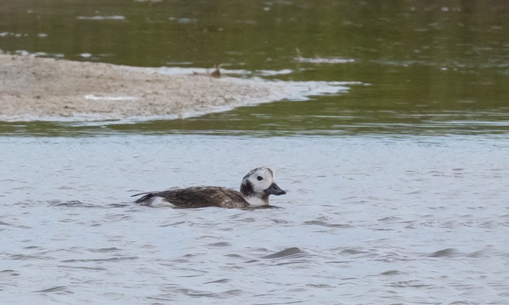 Long-tailed Duck - Jay Gilliam