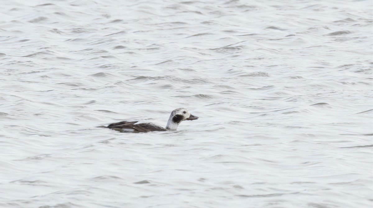 Long-tailed Duck - ML615582047