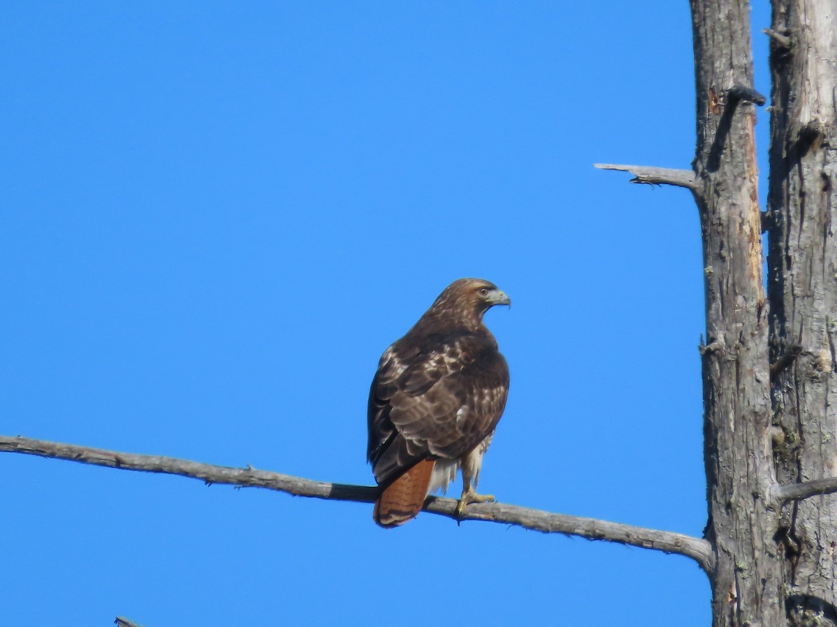 Red-tailed Hawk - ML615582086