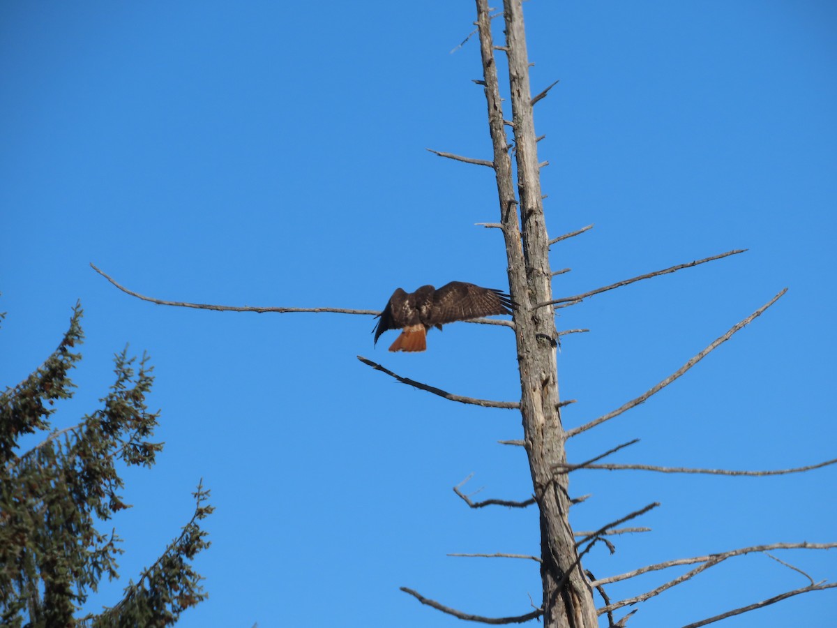 Red-tailed Hawk - ML615582087