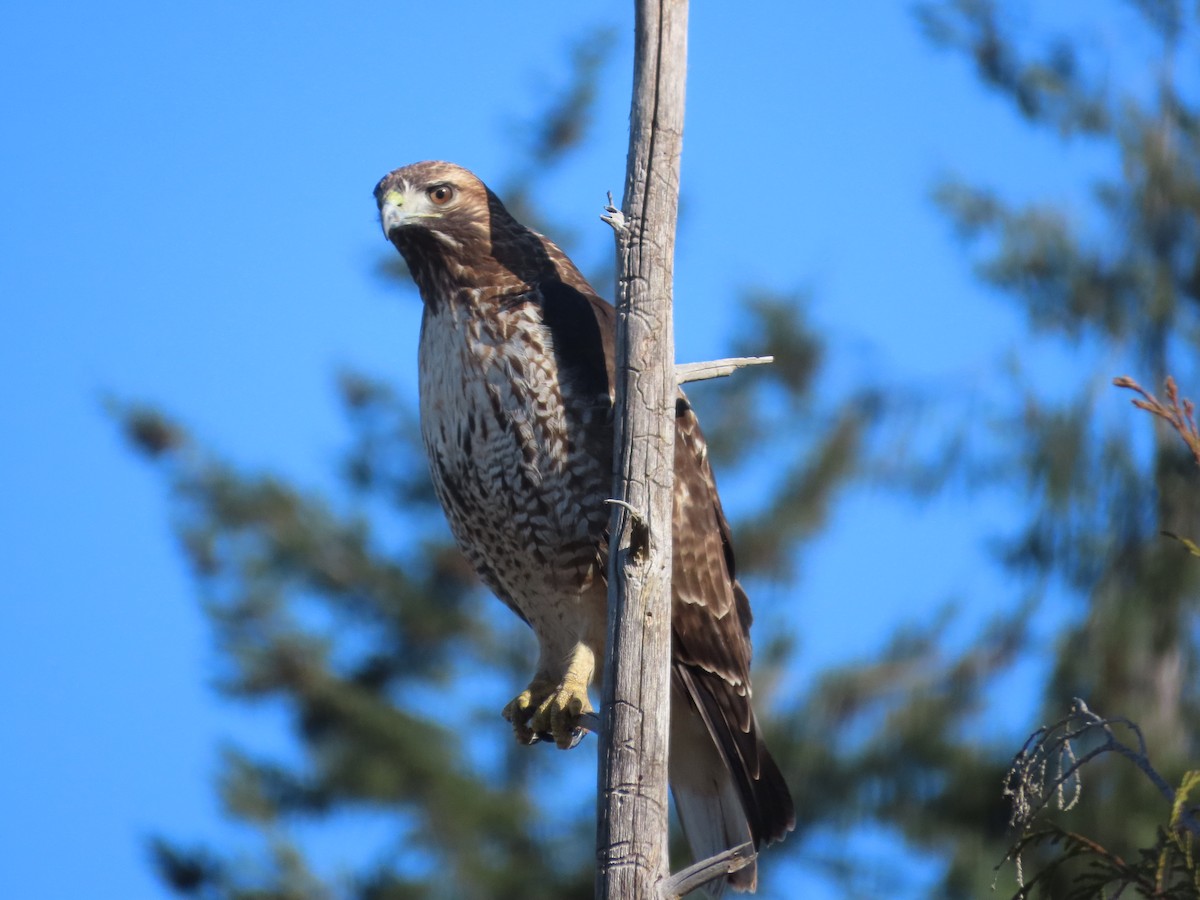 Red-tailed Hawk - ML615582088