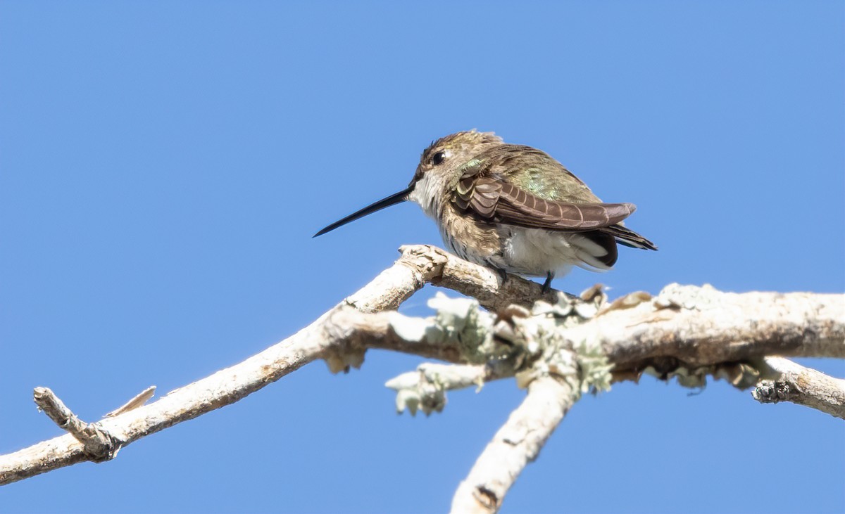 Ruby-throated Hummingbird - ML615582107