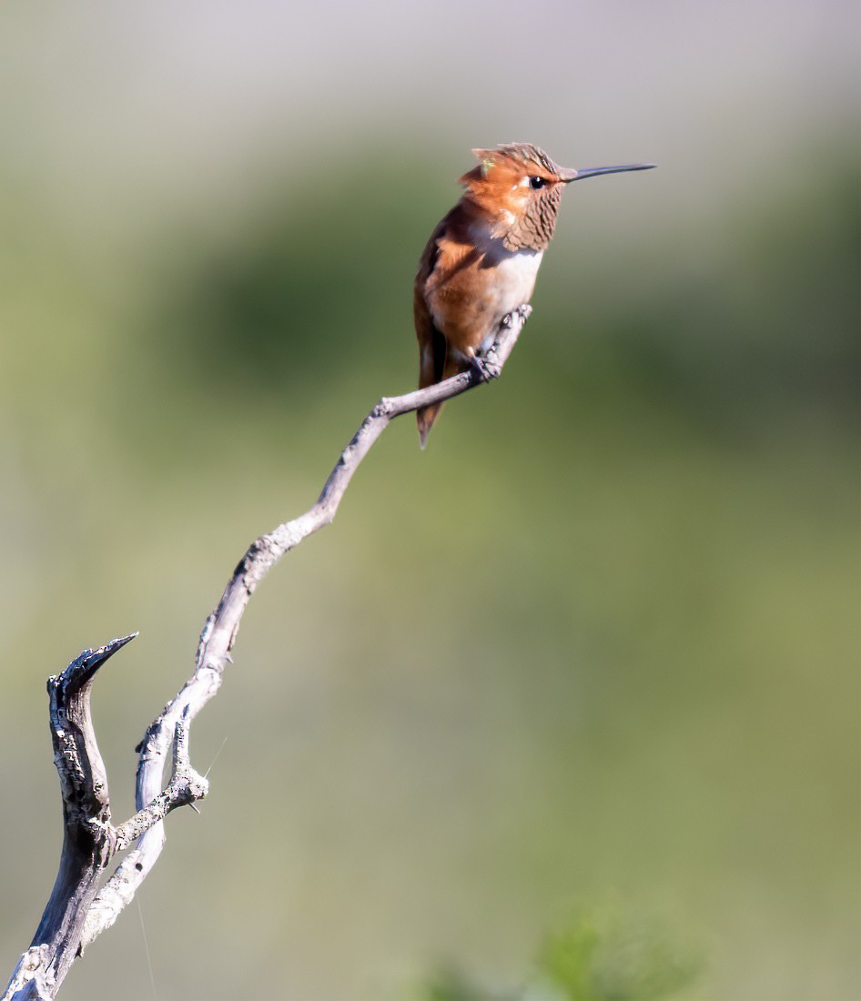 Rufous Hummingbird - Jay Gilliam