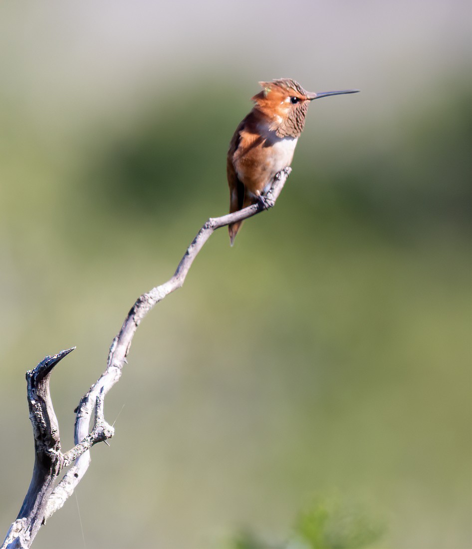 Rufous Hummingbird - ML615582108