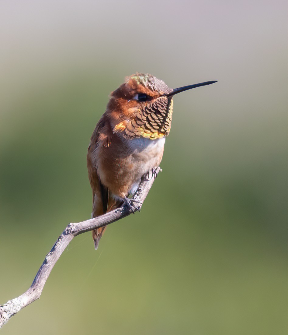 Rufous Hummingbird - Jay Gilliam