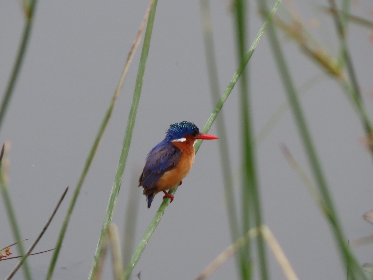 Malachite Kingfisher - ML615582114