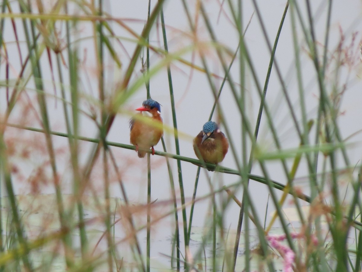 Malachite Kingfisher - Anonymous