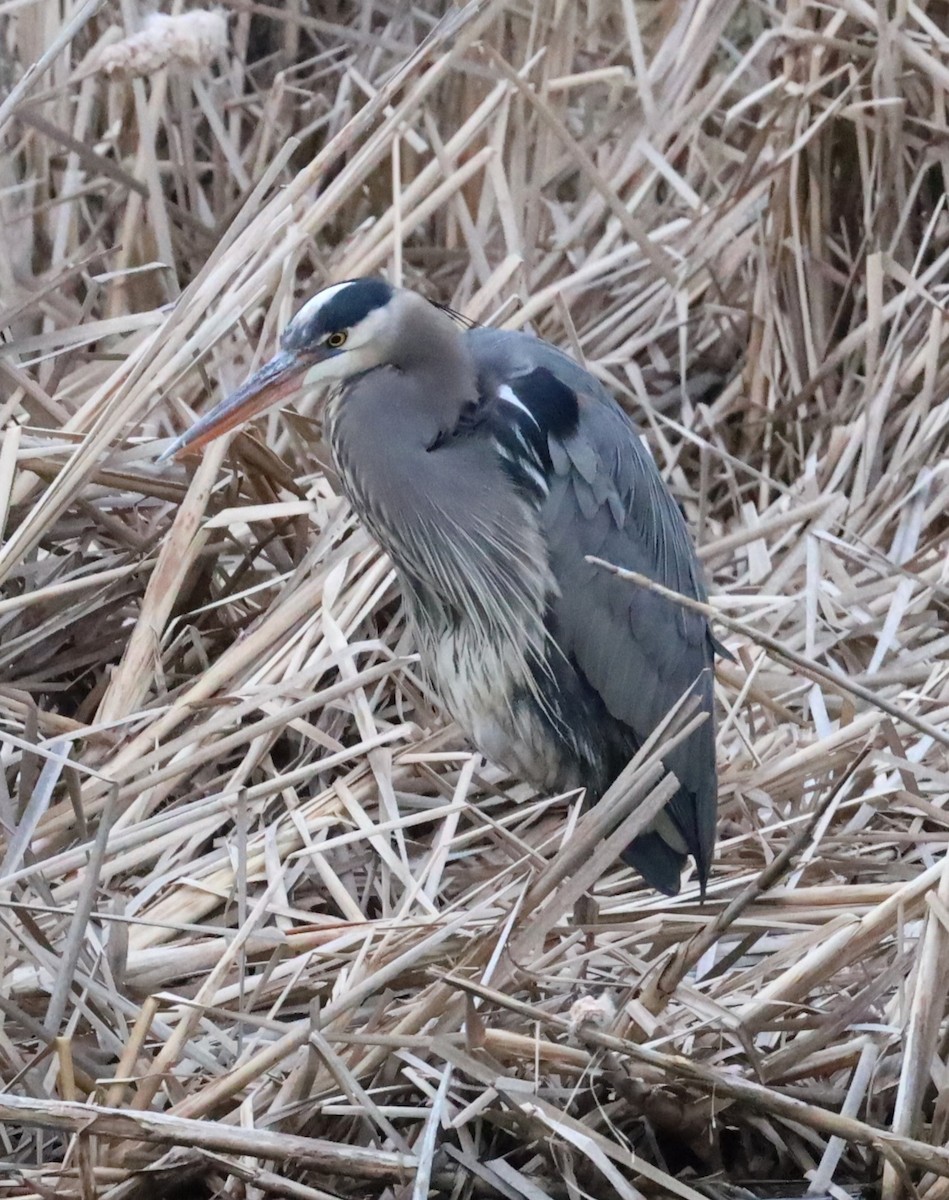 Great Blue Heron - ML615582136