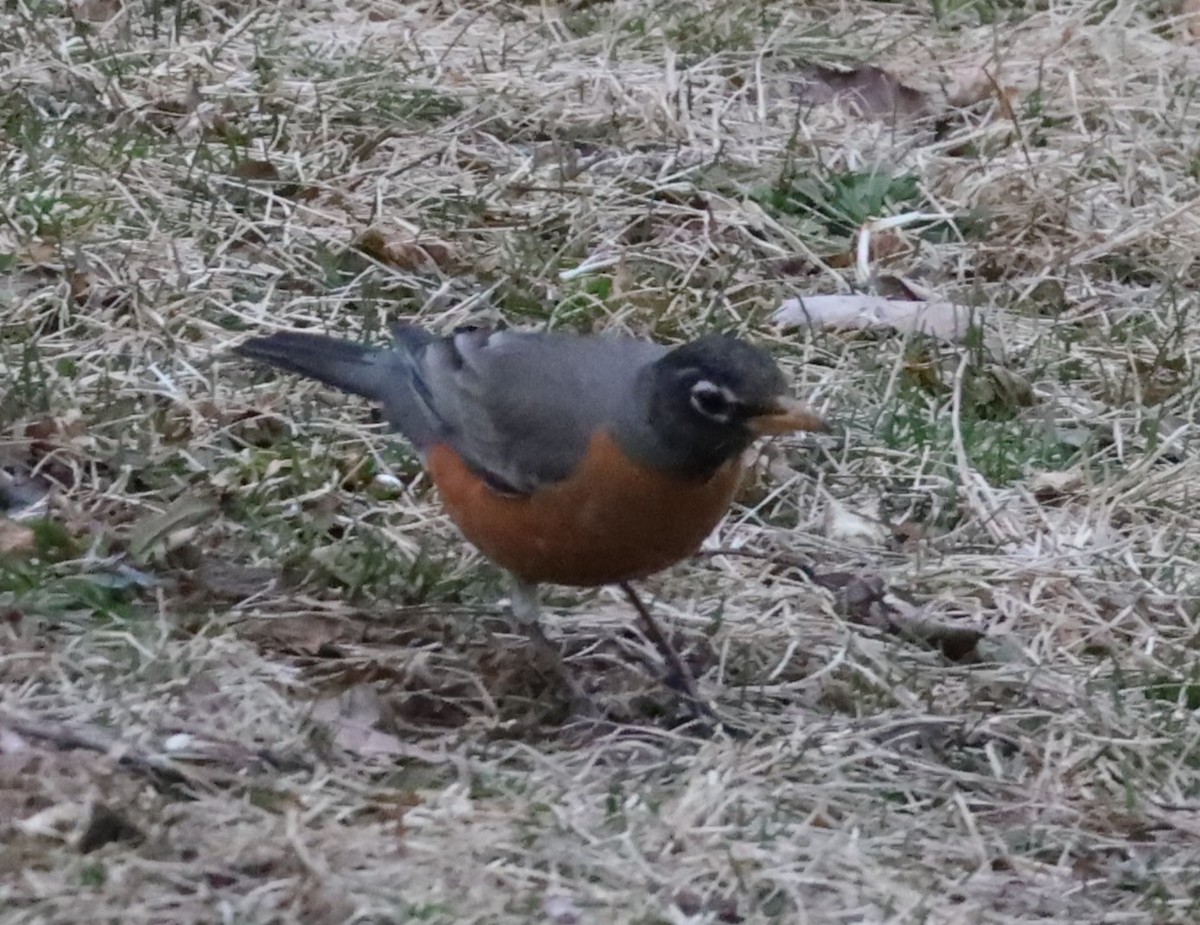American Robin - ML615582141