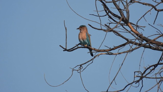 Indian Roller - ML615582145