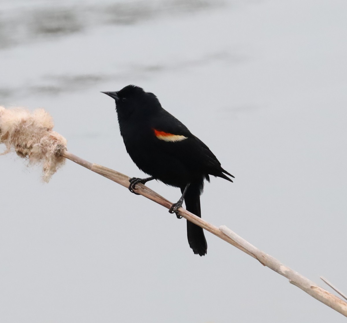Red-winged Blackbird - ML615582150