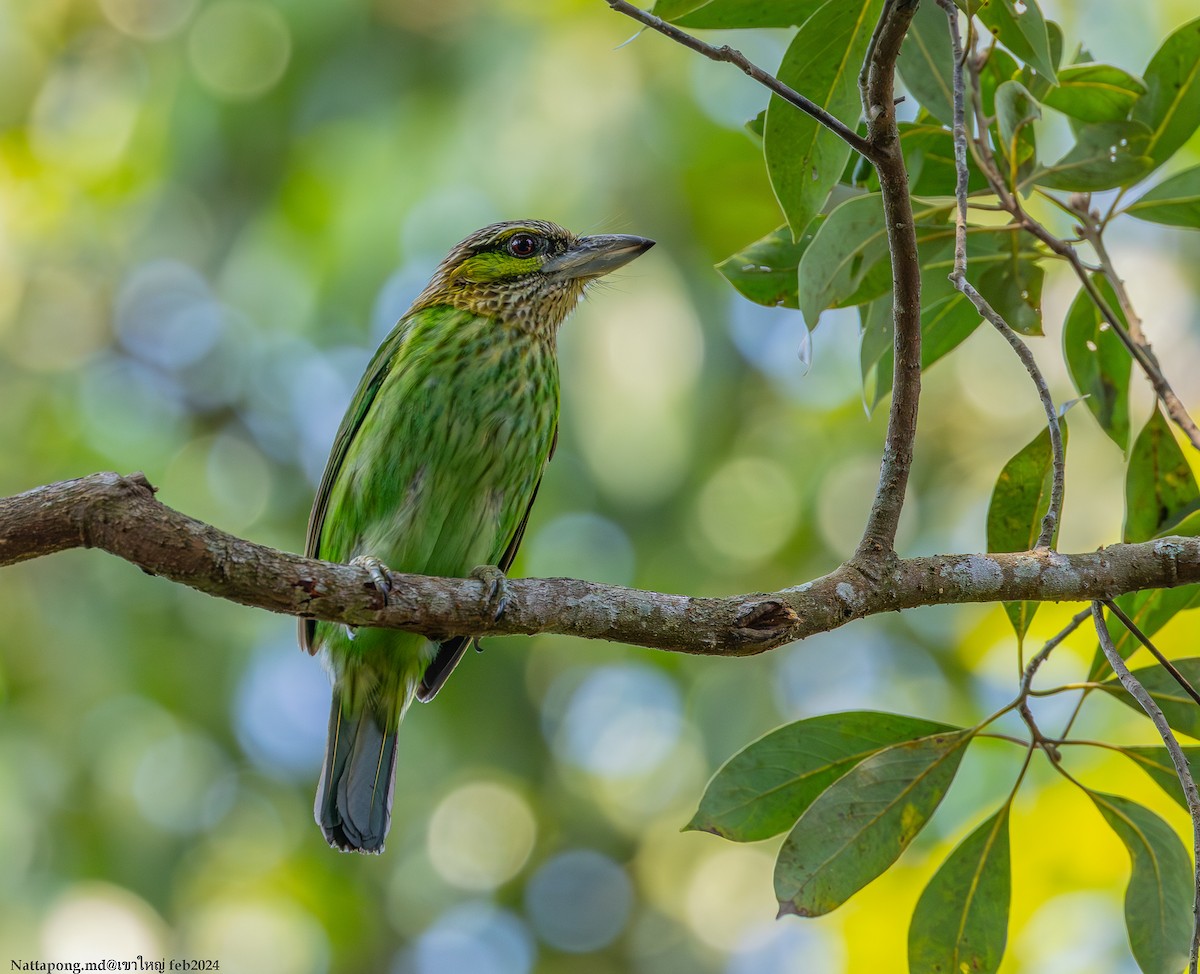 Green-eared Barbet - Nattapong Banhomglin