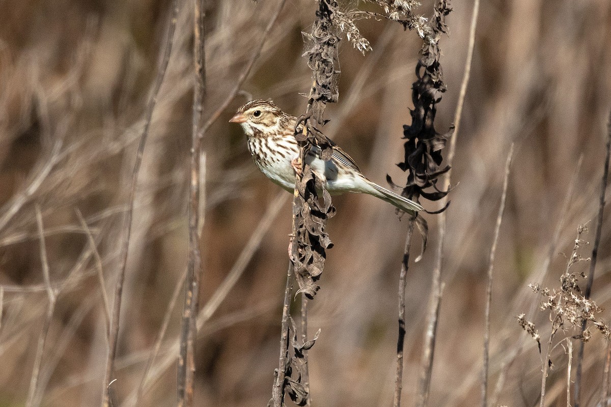 Savannah Sparrow - ML615582177