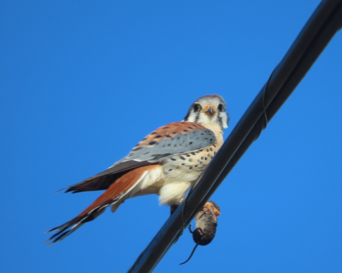 American Kestrel - ML615582208