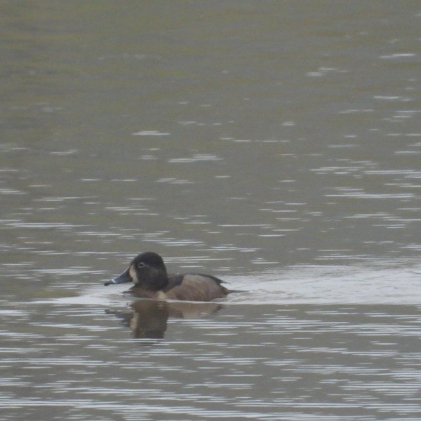 Ring-necked Duck - ML615582233