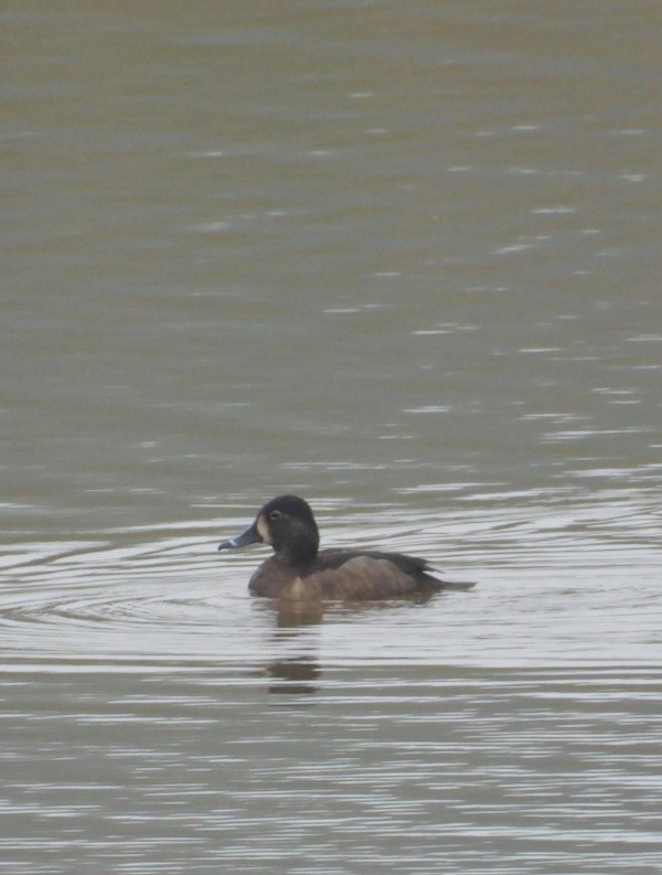 Ring-necked Duck - ML615582234